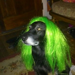 Meet your Posher, Ann